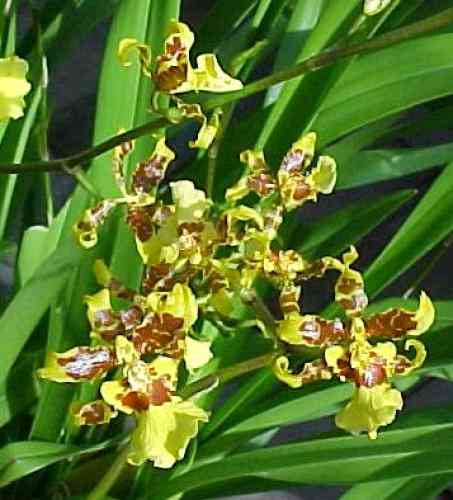 Oncidium sphacelatum 